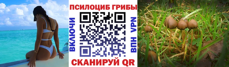 Псилоцибиновые грибы Psilocybe  hydra как зайти  Юрьев-Польский  как найти  